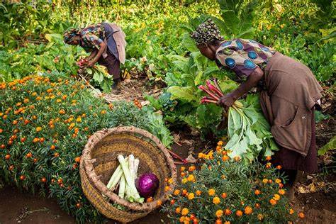 farmer